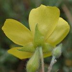 Cistus lasianthus Цветок