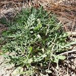 Cheirolophus intybaceus Leaf