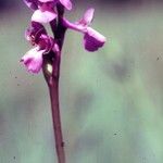 Anacamptis laxiflora Flor