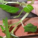 Peperomia pellucida Flower
