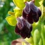 Ophrys fusca Квітка