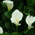 Zantedeschia aethiopica Blüte