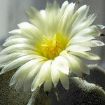 Astrophytum myriostigma 花