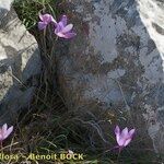 Crocus ligusticus Агульны выгляд