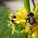 Gentiana lutea Kvet