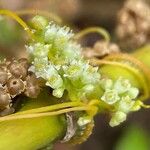 Cuscuta campestris Žiedas