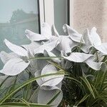 Senecio candidans Hostoa