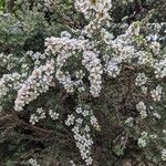 Leptospermum lanigerum Flower