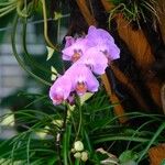 Bletia purpurea 花
