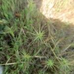 Aegilops geniculata Flor