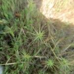 Aegilops geniculata Flower