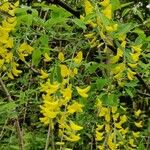 Laburnum anagyroidesFlower