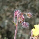 Helianthemum oelandicum Flor