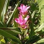 Curcuma alismatifoliaЦветок