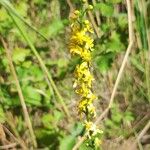 Agrimonia procera Fleur