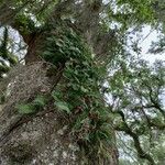 Pleopeltis polypodioides Облик