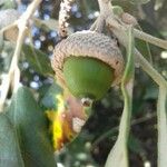 Quercus ilex Fruit