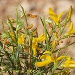 Genista tricuspidata Other