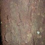 Vantanea guianensis Bark