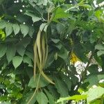 Markhamia tomentosa Blatt