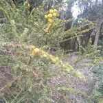 Acacia paradoxa 葉