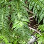 Woodwardia radicans Hoja