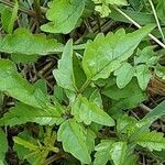 Campsis radicans Leaf