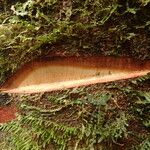 Tetraberlinia bifoliolata Rinde