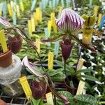 Paphiopedilum acmodontum Květ