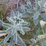 Matthiola sinuata 葉