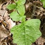 Youngia japonica Leaf