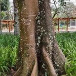 Pterygota brasiliensis 樹皮