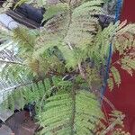 Jacaranda mimosifolia 叶