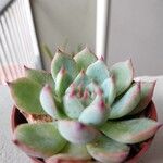 Echeveria colorataFolha