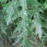 Cirsium texanum Fulla