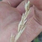 Helictochloa bromoides Mbuma