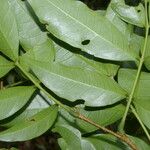 Inga longispica Leaf