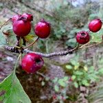 Crataegus monogyna Φρούτο