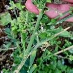 Cyanthillium cinereum Corteza