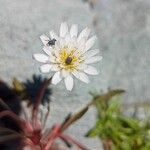 Taraxacum leucoglossum പുഷ്പം