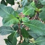 Fuchsia arborescens Hoja