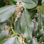 Combretum kraussii Leaf