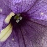 Petunia × atkinsiana Kukka