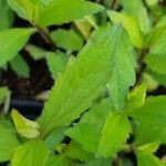 Aster ageratoides Fuelha