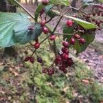 Viburnum dilatatum Frutto