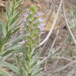 Echium webbii Habit