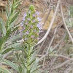 Echium webbii Elinympäristö