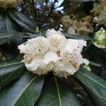 Rhododendron macabeanum Çiçek