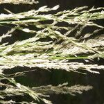 Eragrostis prolifera