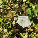 Distimake aegyptius फूल